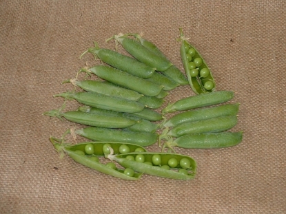 Picture of Pea Avola